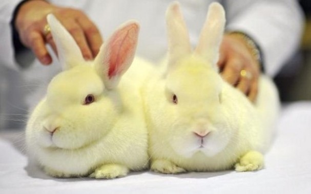 Végzetes hiba lenne az állatkísérletek betiltása? 