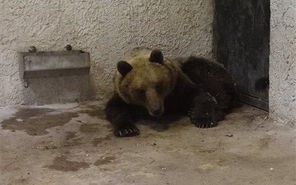 Szabadon engedték a kóborló medvét a szlovák-magyar határ közelében