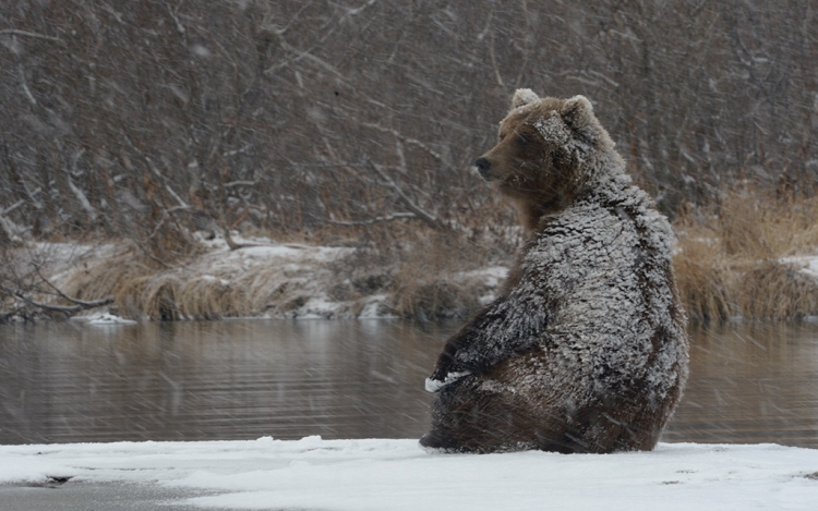 Benzingőzfüggő orosz medvék