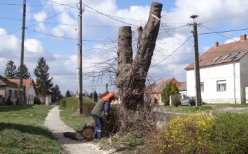 14 fát kivágnak, 28-at ültetnek Borsosgyőrön