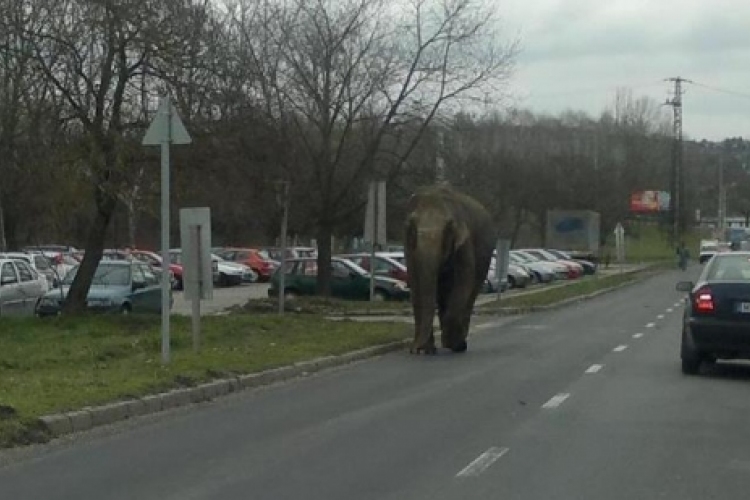 Rendőrségi vizsgálat indult a Zalaegerszegen elszabadult elefánt ügyében
