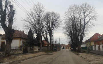 A Szalmavári utcában is ki kell vágni fákat