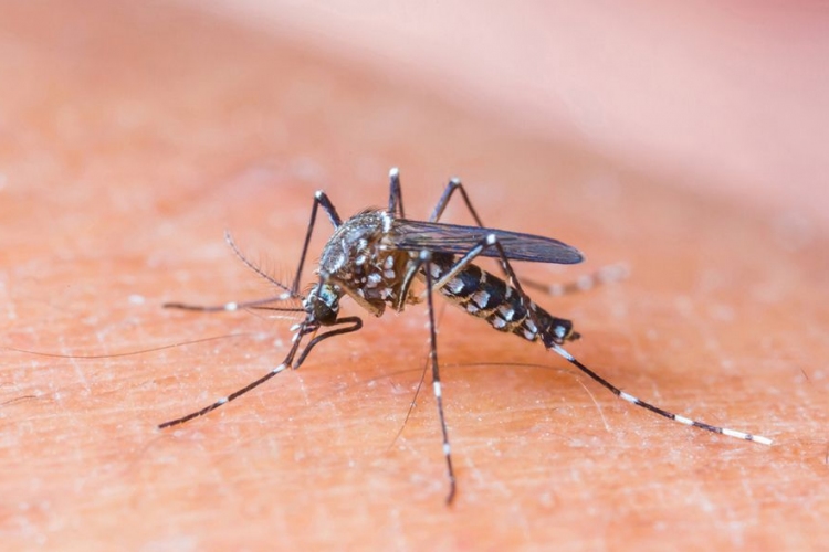 Emberre is veszélyes nyugat-nílusi láz vírusával fertőzött szúnyogok jelentek meg Európában
