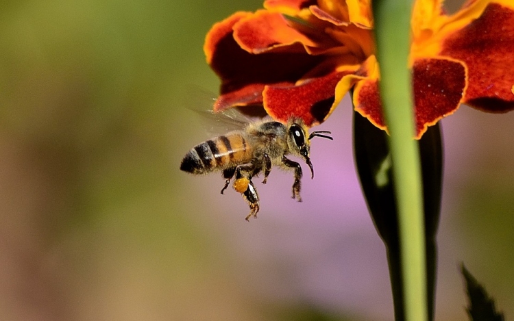 Nagy veszteséget szenvedtek a méhek, kevés mézre lehet számítani 