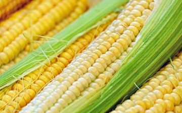 Több kukorica teremhet idén a tavalyinál