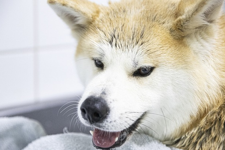 Az automata kutyamosó előnyei: Egyszerű, gyors és stresszmentes