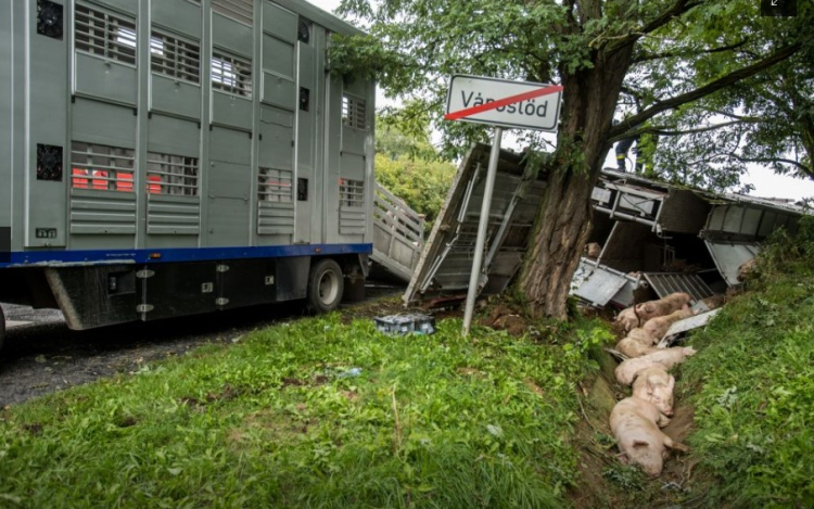 Felborult egy élő állatokat szállító kamion Városlődnél