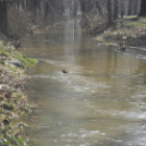Árad a Bakonyér és a Gerence