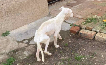 Csontsovány kutyus miatt intézkedtek a rendőrök Kemeneshőgyészen