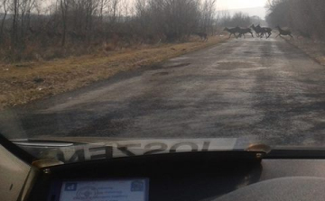 Több száz szarvas vonult át az úton Csabrendeknél