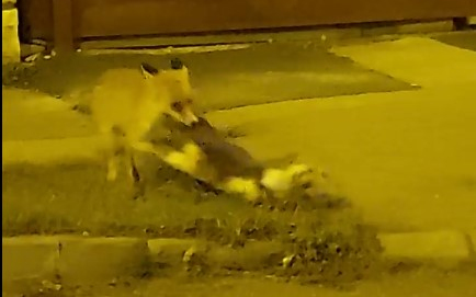 Elvitt egy macskát egy róka a pápai Lidl-nél - Videó!