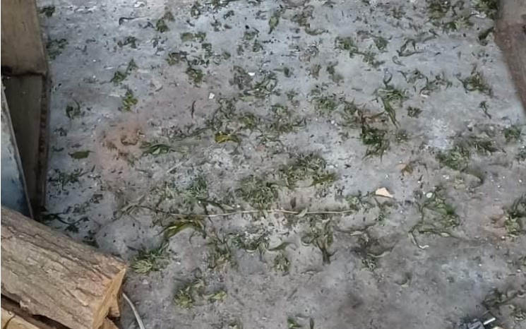 Családtagjaival együtt termesztette a marihuánát Kemenesszentpéter határában