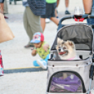 Pápai Csülök Cicege és Bor Fesztivál - Szombati Programok