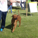 2 x CAC Nemzeti Kutyakiállítás – Pápa