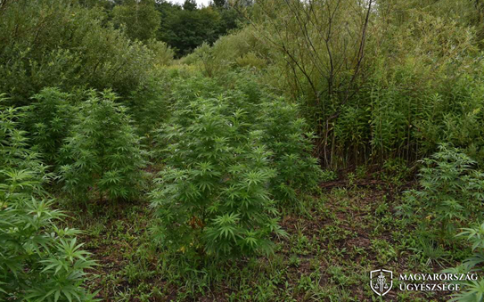 Erdőben termesztették a kannabiszt a vádlottak
