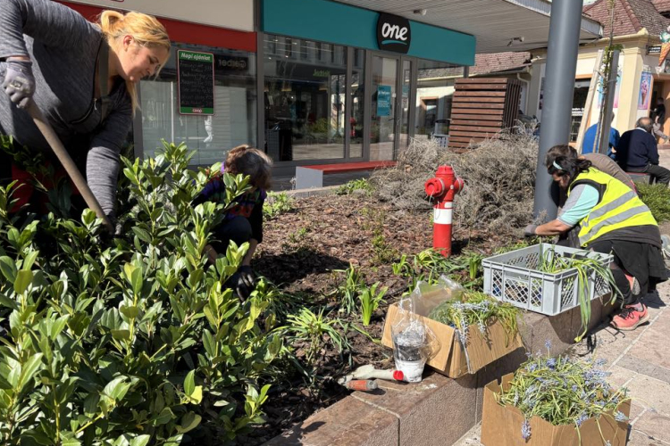 Közösségi összefogásban felajánlott virágokból színesítik a Kossuth utcát