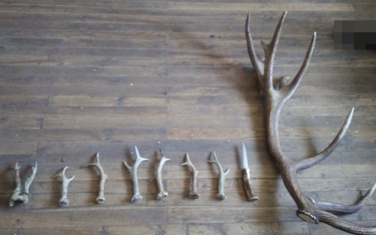 Eladta az engedély nélkül gyűjtött agancsokat