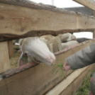 Pápai Agrárexpo 2017 - Szombat