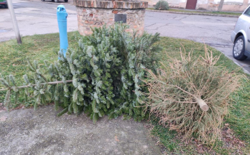 Megkezdi a kidobott karácsonyfák gyűjtését a Városgondnokság