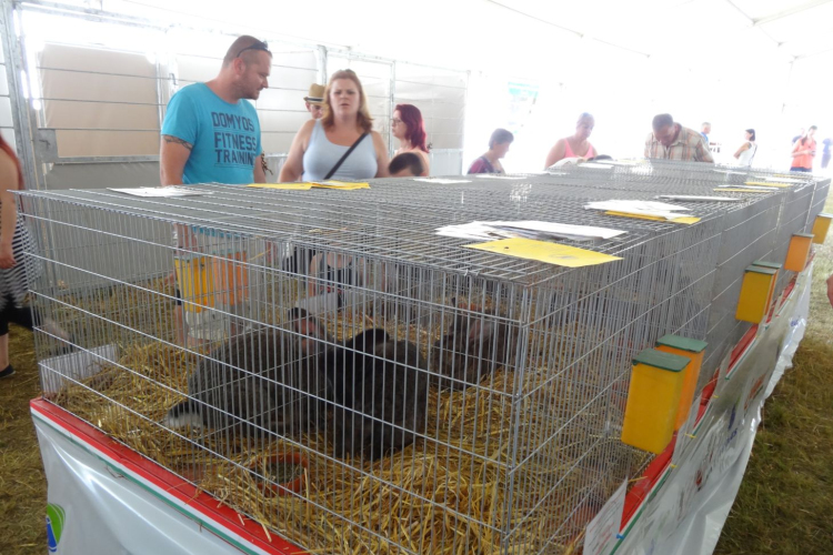 Pápai Agrárexpo - 2018 - Szombat