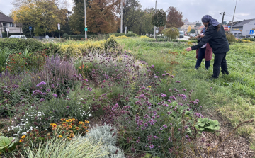 Önfenntartó ligetet alakítanak ki a Csóka körforgalomban