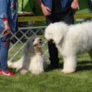 2 x CAC Nemzeti Kutyakiállítás – Pápa