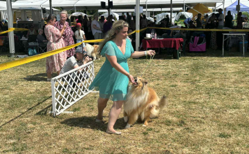 Megkezdődött a kutyakiállítás Pápán