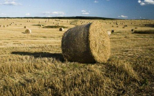 83 darab körbálát loptak el