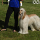 2 x CAC Nemzeti Kutyakiállítás – Pápa