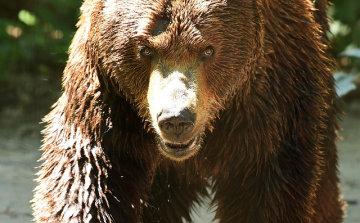 Súlyosan megsebesített egy medve egy nőt Szlovéniában