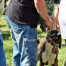 2 x CAC Nemzeti Kutyakiállítás – Pápa