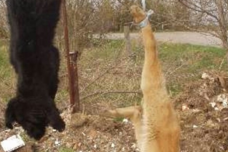 Felkavaró: Állatokat kínzott és ölt meg a pápai férfi, hogy bosszantsa haragosát