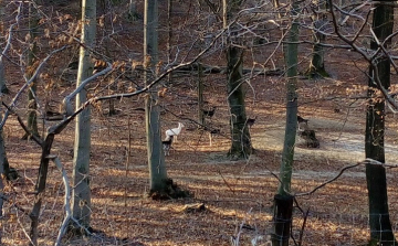 Albínó őzet fotóztak a Bakonyban