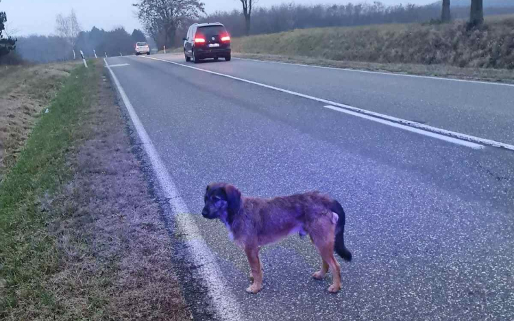Gazdátlan kutyus befogásában segítettek a pápai rendőrök