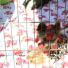 2 x CAC Nemzeti Kutyakiállítás – Pápa