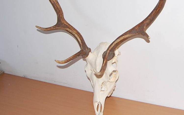 Előkerültek a trófeák a házkutatásnál