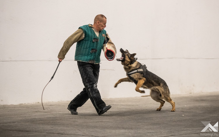 Négylábúak különleges gyakorlata Pápán