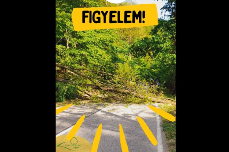 Fokozott fakidőlés veszélyére figyelmeztet Ugod és Bakonybél között a Bakonyerdő