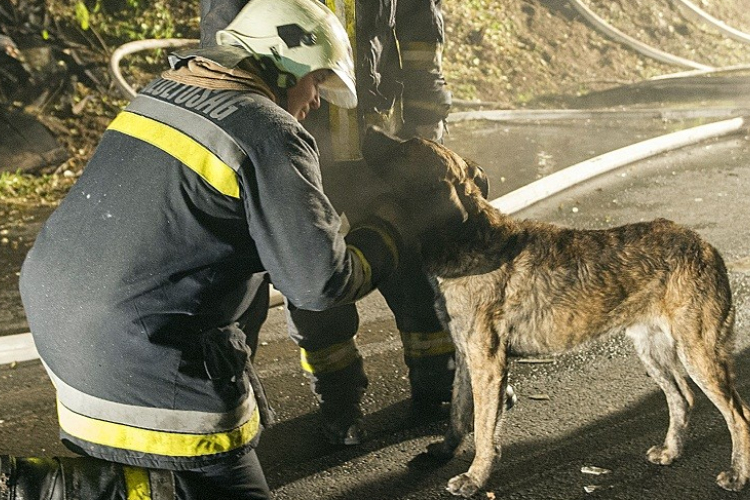 Szennyvíz aknából mentettek ki egy kutyát a pápai tűzoltók