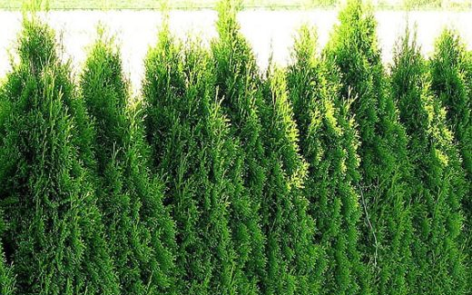 Engedély nélkül kivágta a szomszéd tujáit