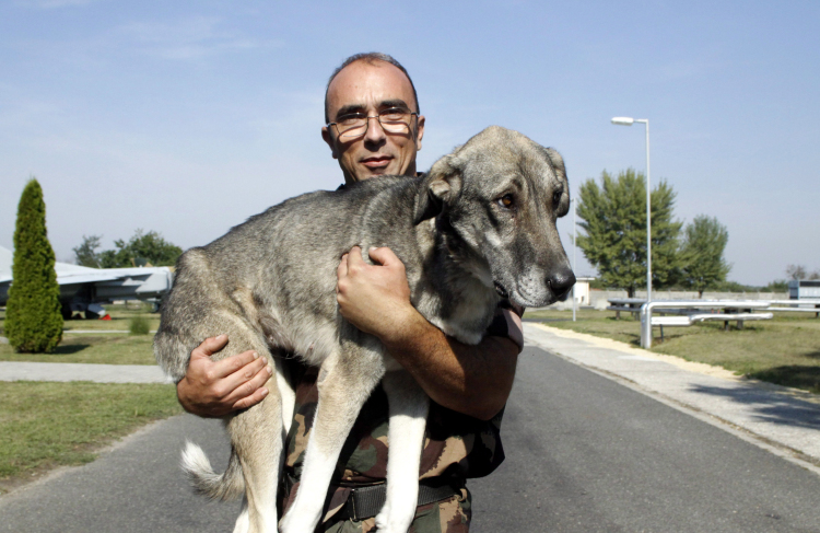 Afganisztánból fogadták örökbe a kutyát