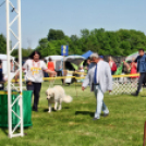 2 x CAC Nemzeti Kutyakiállítás – Pápa