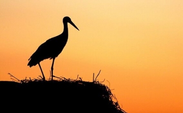 Már Afrikában van az első jeladós magyar gólya