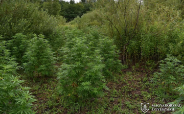 Erdőben termesztették a kannabiszt a vádlottak