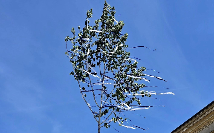 Májusfa díszíti a pápai Fő teret