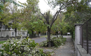 Rettenetes gallyazás a Vasvári utcában