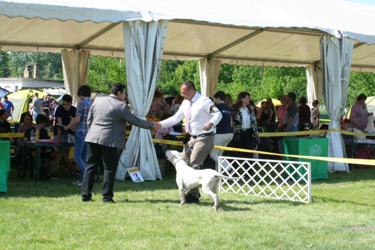 2 x CAC Nemzeti Kutyakiállítás – Pápa