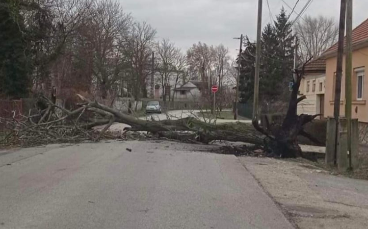 Az úttestre dőlt egy fa a Göncöl utcában