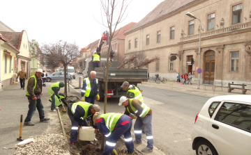 Ültetik a fákat a Jókai utcán
