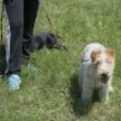 XX. Pápai Agrárexpo - Szombat